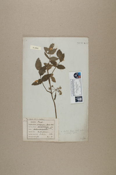 NHM_HH_22.10-2010 image NHM_HH_22.10-2010