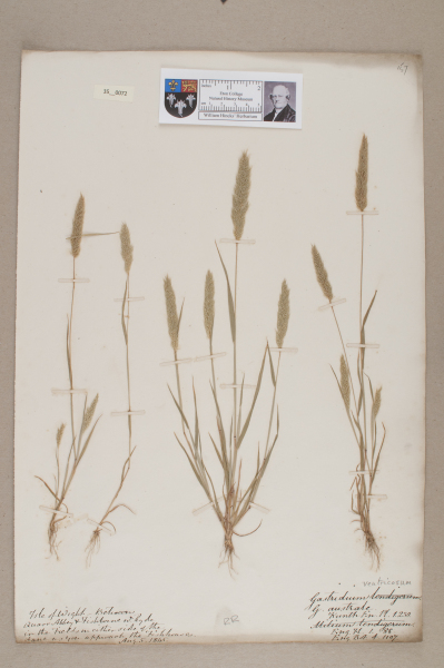 NHM_HH_35.72-2010 image NHM_HH_35.72-2010