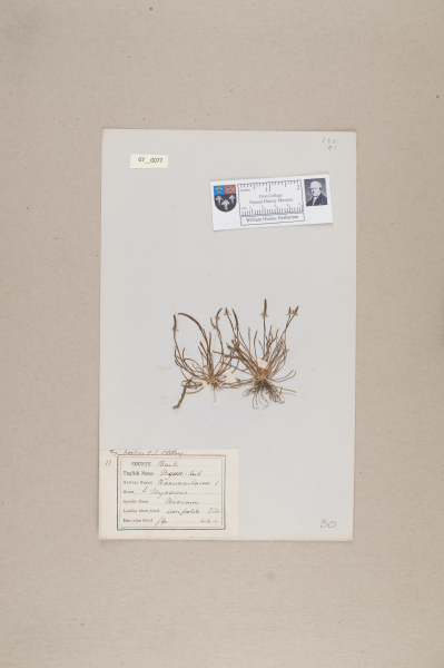 NHM_HH_7.77-2010 image NHM_HH_7.77-2010