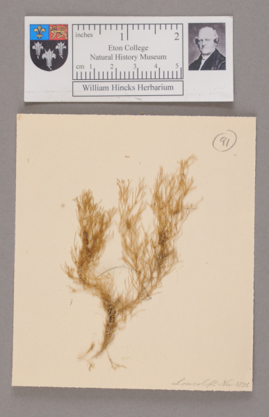 NHM_HH_1.91-2010 image NHM_HH_1.91-2010