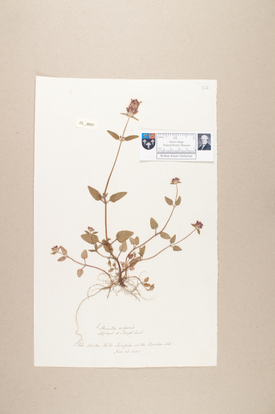 NHM_HH_23.57-2010 image NHM_HH_23.57-2010