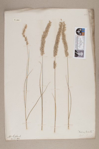 NHM_HH_37.27-2010 image NHM_HH_37.27-2010