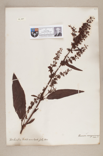 NHM_HH_8.77-2010 image NHM_HH_8.77-2010