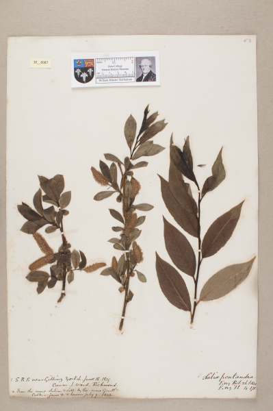 NHM_HH_10.87-2010 image NHM_HH_10.87-2010