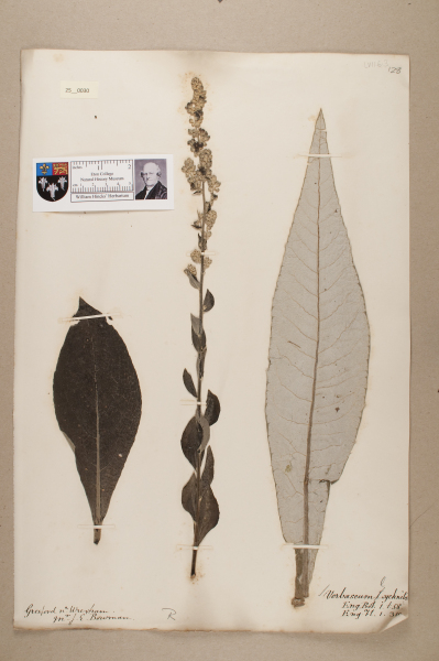 NHM_HH_25.30-2010 image NHM_HH_25.30-2010