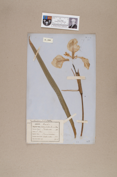 NHM_HH_39.8-2010 image NHM_HH_39.8-2010