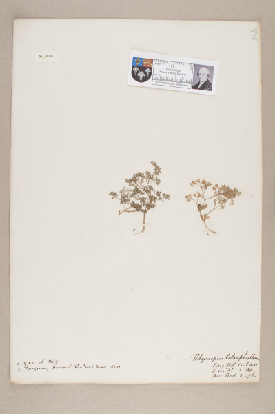 NHM_HH_9.71-2010 image NHM_HH_9.71-2010