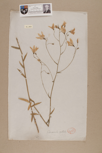 NHM_HH_26.23-2010 image NHM_HH_26.23-2010