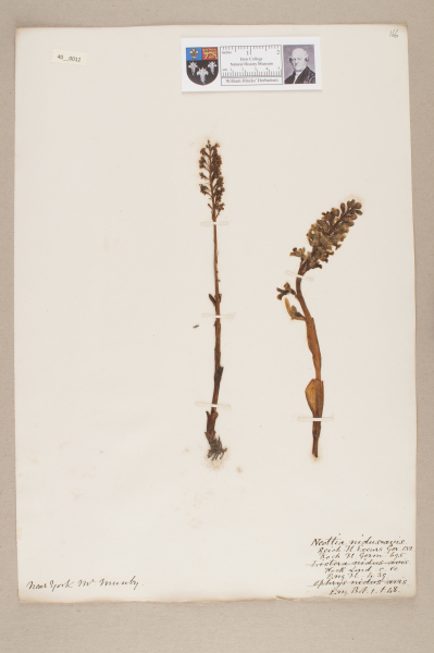 NHM_HH_40.12-2010 image NHM_HH_40.12-2010