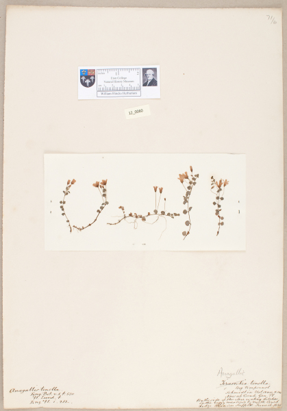 NHM_HH_12.60-2010 image NHM_HH_12.60-2010