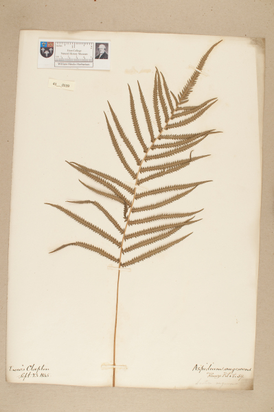 image NHM_HH_41.139-2010