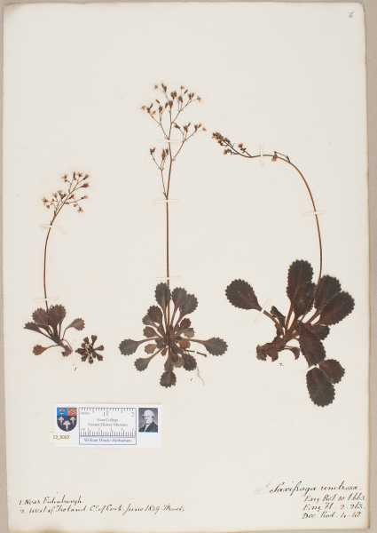 NHM_HH_13.7-2010 image NHM_HH_13.7-2010