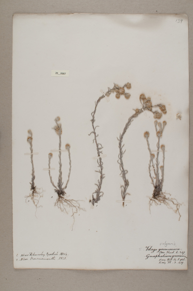 NHM_HH_28.87-2010 image NHM_HH_28.87-2010