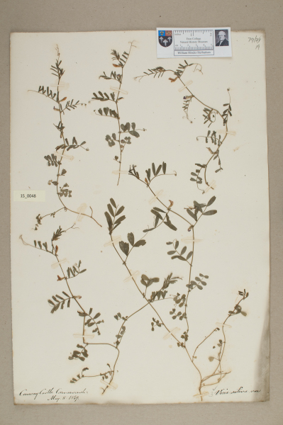 NHM_HH_15.48-2010 image NHM_HH_15.48-2010