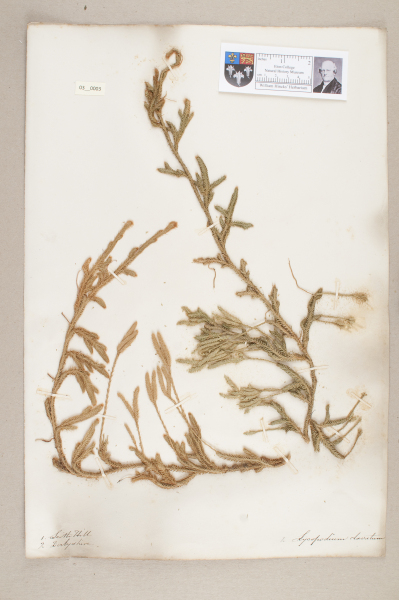 NHM_HH_3.3-2010 image NHM_HH_3.3-2010