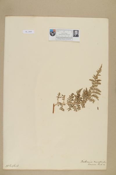 NHM_HH_42.163-2010 image NHM_HH_42.163-2010