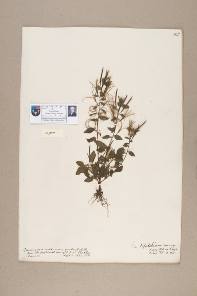 NHM_HH_17.20-2010 image NHM_HH_17.20-2010