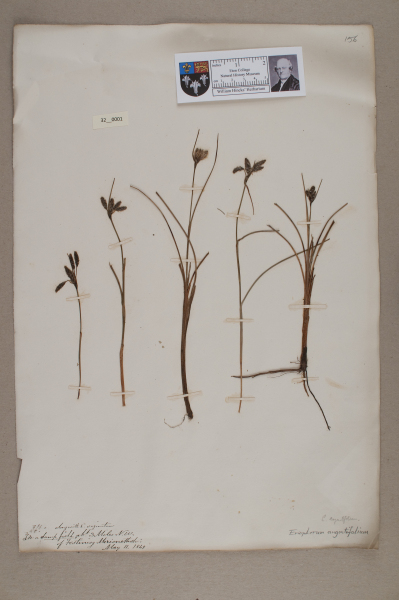 NHM_HH_32.1-2010 image NHM_HH_32.1-2010