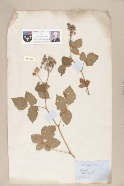 NHM_HH_43.17-2010 image NHM_HH_43.17-2010