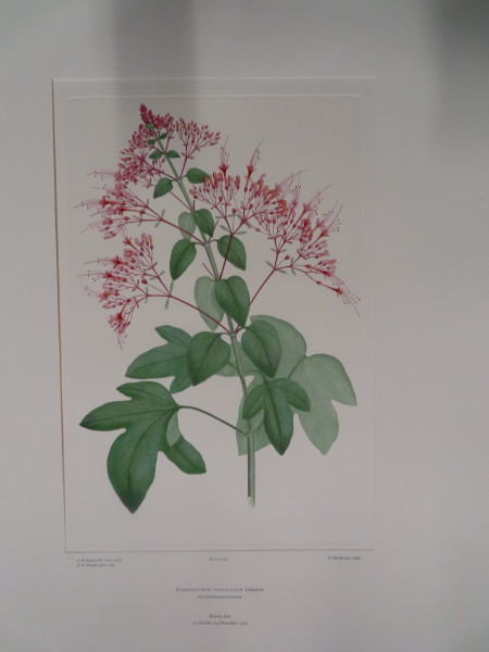 image FDA-E.2916_18_8-2016