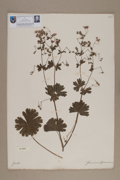 NHM_HH_19.30-2010 image NHM_HH_19.30-2010