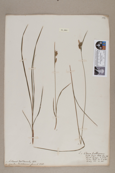 NHM_HH_33.61-2010 image NHM_HH_33.61-2010