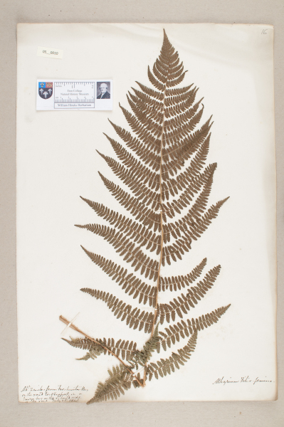 NHM_HH_5.10-2010 image NHM_HH_5.10-2010