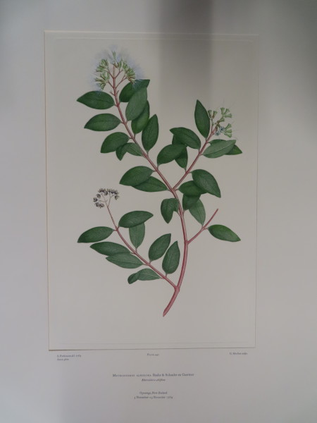 FDA-E.2916_21_21-2016 image FDA-E.2916_21_21-2016