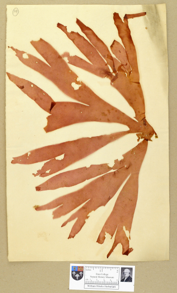 NHM_HH_1.19-2010 image NHM_HH_1.19-2010