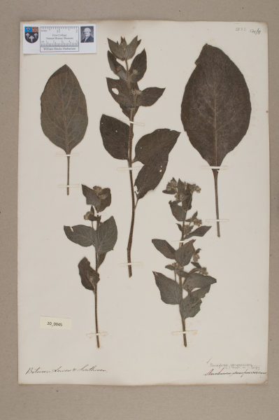 NHM_HH_20.45-2010 image NHM_HH_20.45-2010