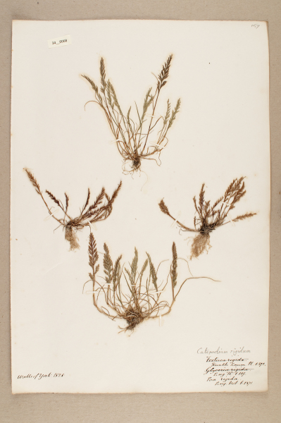 image NHM_HH_34.68-2010