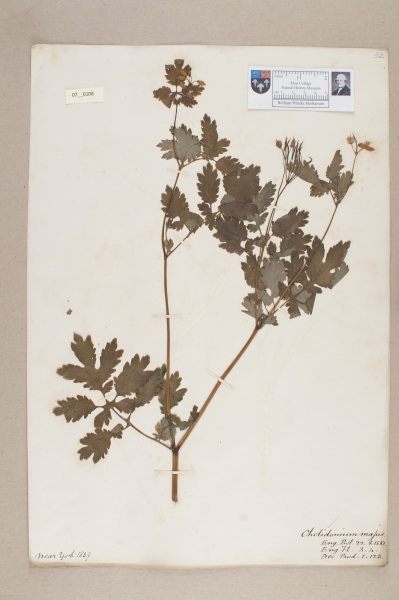 NHM_HH_7.108-2010 image NHM_HH_7.108-2010