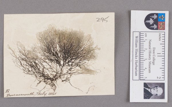 NHM_HH_1.295-2010 image NHM_HH_1.295-2010