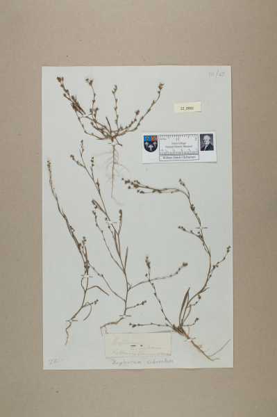 NHM_HH_22.2-2010 image NHM_HH_22.2-2010