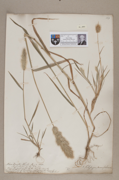 NHM_HH_35.81-2010 image NHM_HH_35.81-2010