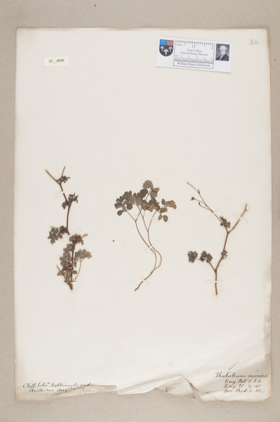 NHM_HH_7.86-2010 image NHM_HH_7.86-2010