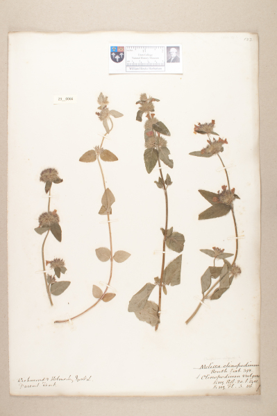 NHM_HH_23.66-2010 image NHM_HH_23.66-2010