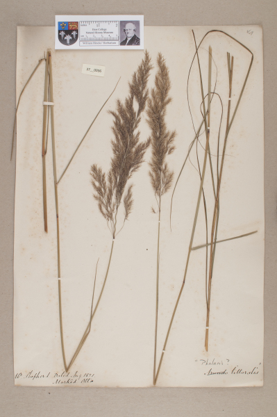 NHM_HH_37.36-2010 image NHM_HH_37.36-2010