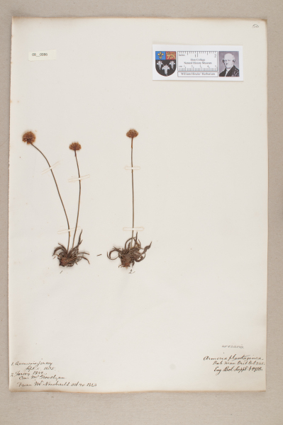 NHM_HH_8.86-2010 image NHM_HH_8.86-2010