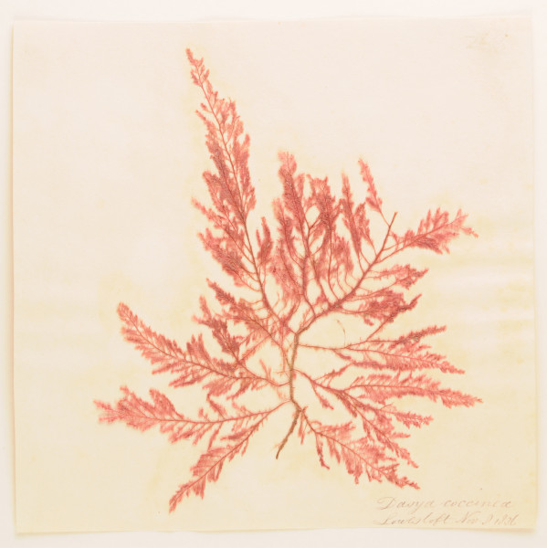 NHM_HH_1.268-2010-A image NHM_HH_1.268-2010-A