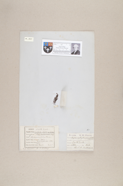 NHM_HH_4.17-2010 image NHM_HH_4.17-2010