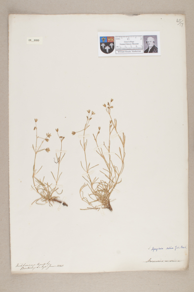 NHM_HH_9.80-2010 image NHM_HH_9.80-2010