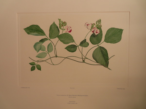 FDA-E.2916_28_19-2016-A image FDA-E.2916_28_19-2016-A