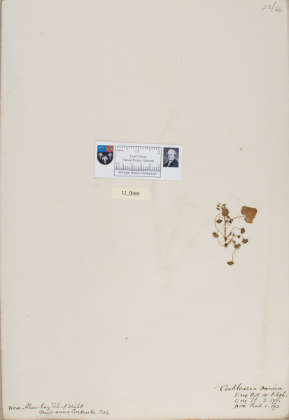 NHM_HH_11.69-2010 image NHM_HH_11.69-2010