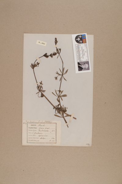 NHM_HH_26.32-2010 image NHM_HH_26.32-2010