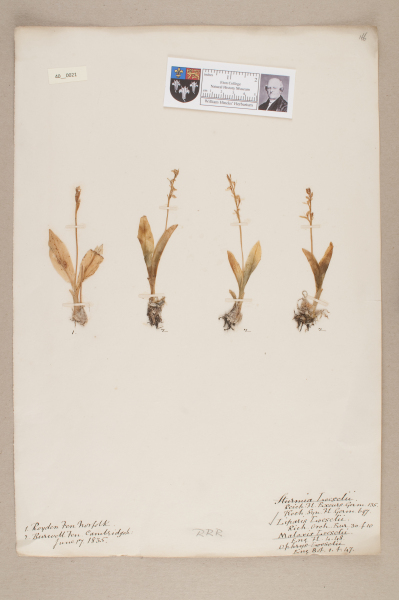 NHM_HH_40.21-2010 image NHM_HH_40.21-2010