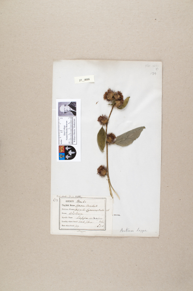 NHM_HH_27.5-2010 image NHM_HH_27.5-2010