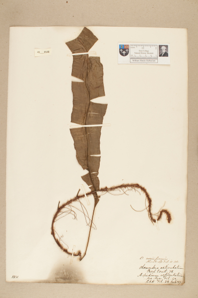 NHM_HH_41.148-2010 image NHM_HH_41.148-2010