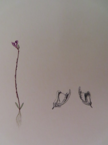 FDA-E.2916_11_12-2016-A image FDA-E.2916_11_12-2016-A