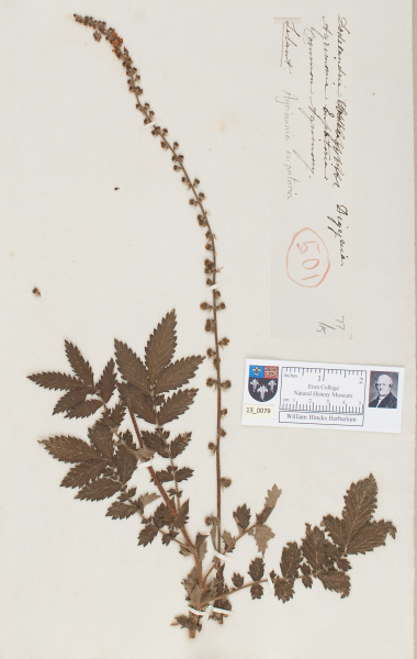 NHM_HH_13.79-2010 image NHM_HH_13.79-2010